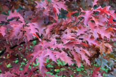 DSCF2332