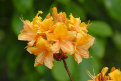 Azalea-unique_1059