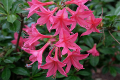 DSCF1180_Sylphides