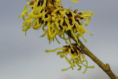 H-inter-Pallida-2