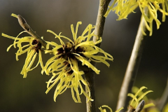H-mollis-Wisley-Supreme-1