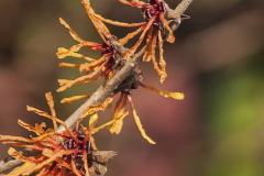 Hamamelis-Aphrodite-1