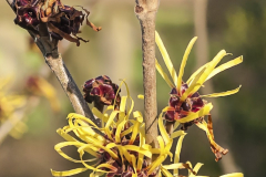 Hamamelis-mollis-Imperalis-1