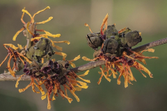 Hamamelis-x-intermedia-Gingerbread-1