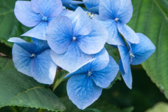 Hydrangea-Bluebird-2