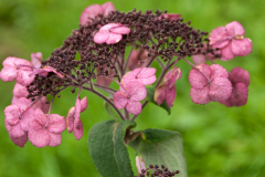 Hydrangea-aspera-Anthony-Bullivant-1