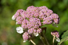 Hydrangea-aspera-sergentiana-1