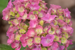 Hydrangea-macrophylla-Altona-1