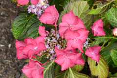 Hydrangea-macrophylla-Dark-Angel-1