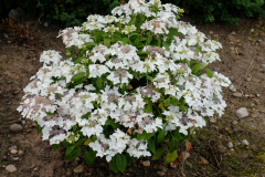 Hydrangea-macrophylla-Lanarth-White-1