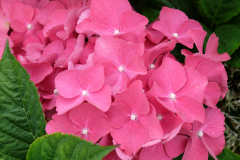Hydrangea-macrophylla-MissBelgium-1