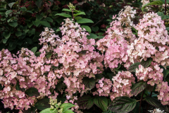 Hydrangea-paniculata-Burgundy-Lace-1