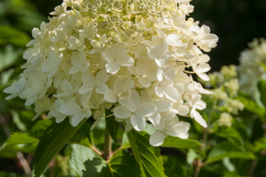 Hydrangea-paniculata-Dolly-1