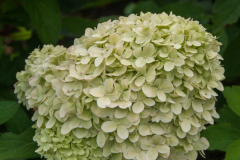 Hydrangea-paniculata-Limelight-1