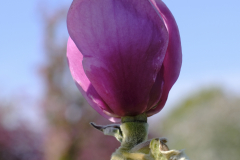 Black-tulip