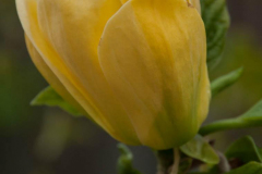 brooklyensis-Yellow-Bird