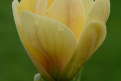 butterbowl