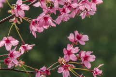 Prunus-Collingwood-Ingram-4