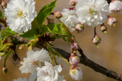 Prunus-Kobuka-Zakura-2