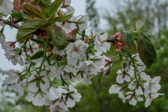Prunus-Senriko-1