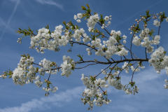 Prunus-Shirotae-7