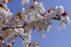 Prunus-chocolate-ice_2401
