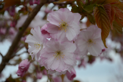 Prunus-matsumea-haua-guruma-2