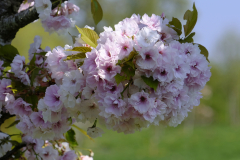 Prunus-oshio_2424
