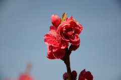 Prunus-perisa-Melred-2