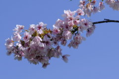 Prunus-shirakinu_2435
