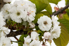 Prunus-shirayukahime-2