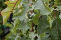 Quercus-buckleyi-1
