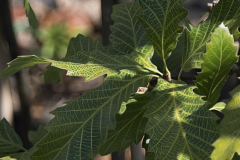 Quercus-castaneifolia-green-spire-4
