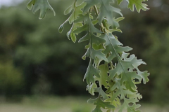 Quercus-cerris-afyon-lace-2