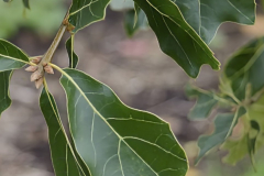 Quercus-marilandica-1