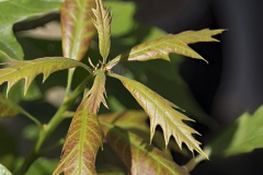 Quercus-mauri-2