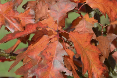 Quercus-pallustris