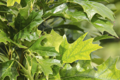 Quercus-palustris-Green-Pillar-3