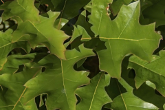 Quercus-palustris-Isabel