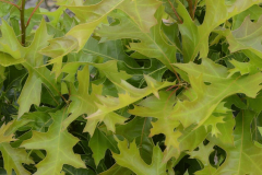 Quercus-palustris-Swamp-pygmy-1