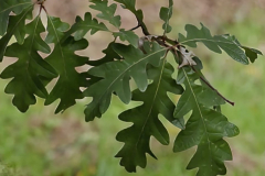 Quercus-pyrenaica-2