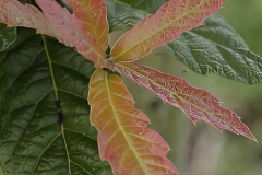 Quercus-rhysophylla-maya-3