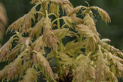 Quercus-rubra-haaren-1