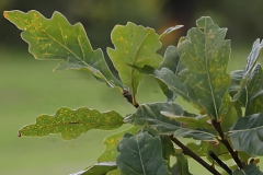 Quercus-sargentii-thomas-3