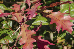 Quercus-schumardii-7