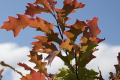 Quercus-taxana-new-madrid-1