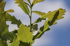 Quercus-warei-nadler-2