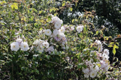 Rosa-adelaide-dorleans-2-e1680532185624