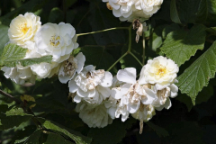 Rosa-aglaia-2-e1680532204170