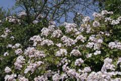Rosa-dentelle-de-malines-2-e1680532242136